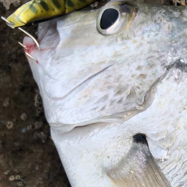 THE Most Unique Vibe!