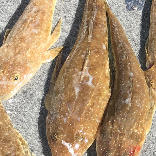 The Flatty Catcherrrr!