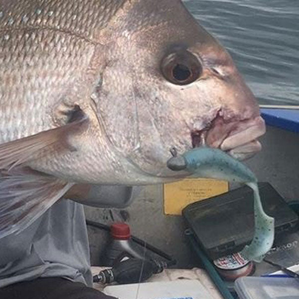 Sydney & Wollongong Fishing Report