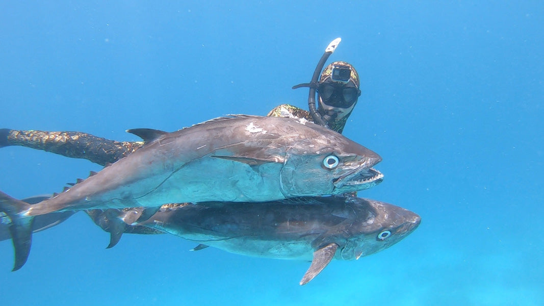 Sydney & Wollongong Fishing Report 1/4/21