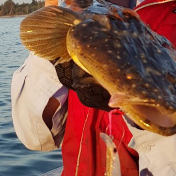 Sydney & Wollongong Fishing Report