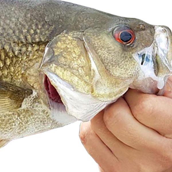 Top 10 Bass Lures