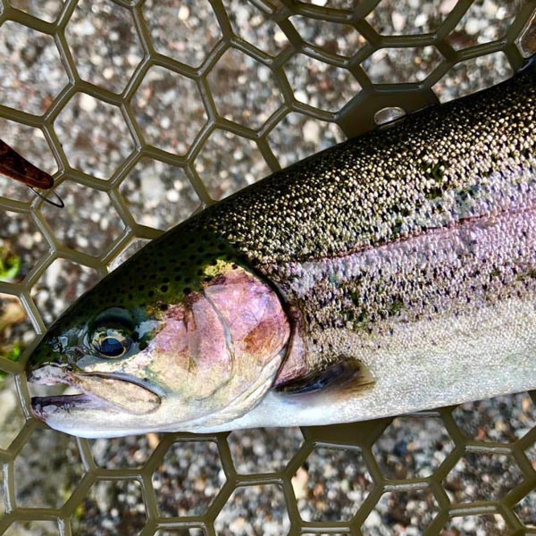 Trout Season Open!