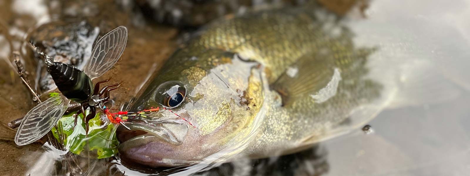 a bass sitting at the waters edge with a jackson namazemi in its mouth