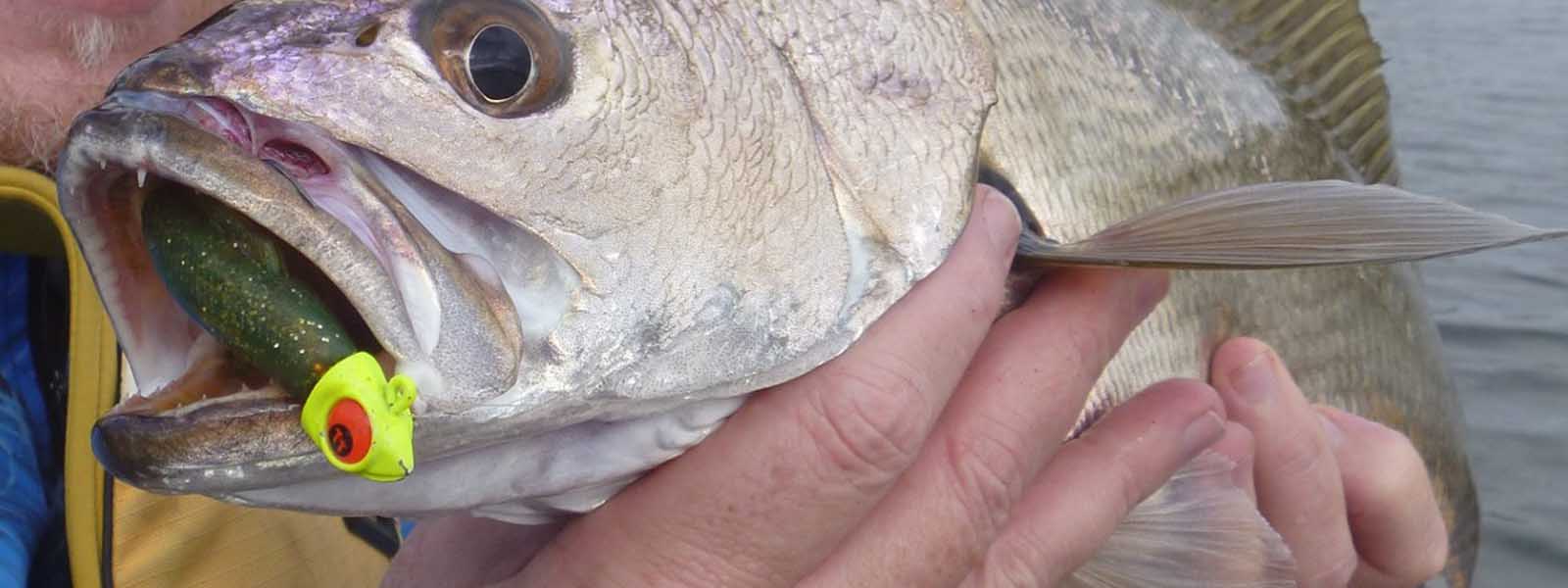 Jig Heads
