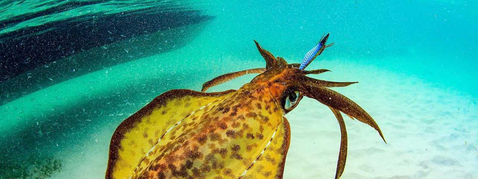 Squid Jigs