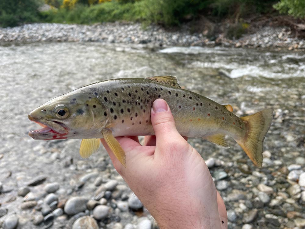 Best Trout Fishing Gear Mobile Banner Image