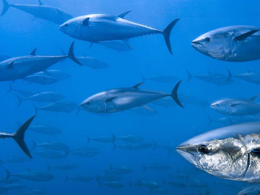 best tuna fishing gear with school of tuna mobile