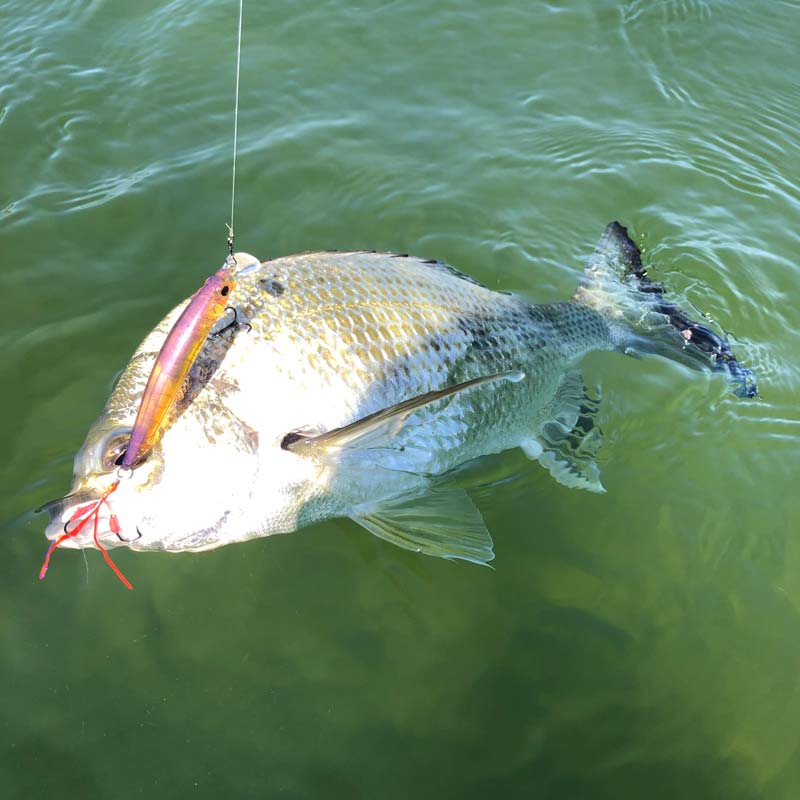 Jackson Artist FR Lure with assist hooks in bream