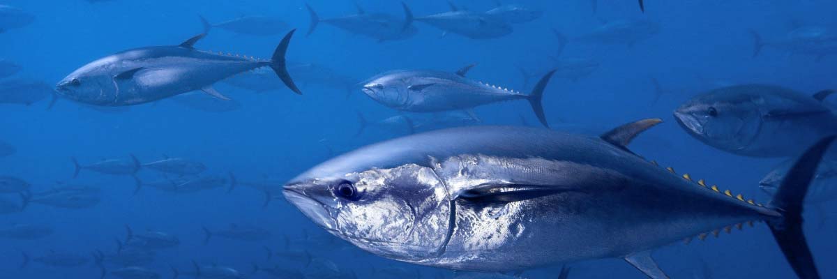 Tuna Fishing Gear Desktop Banner Image