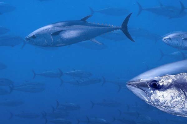 Tuna Fishing Gear Mobile Banner Image
